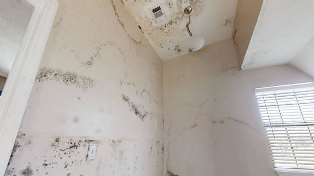 Best Mold-Related Health Consultation  in Keizer, OR