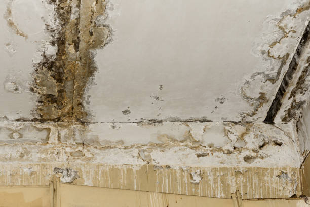 Best Mold Documentation for Insurance Claims  in Keizer, OR