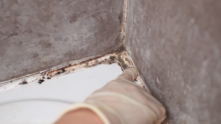 Keizer, OR Mold Removal Company